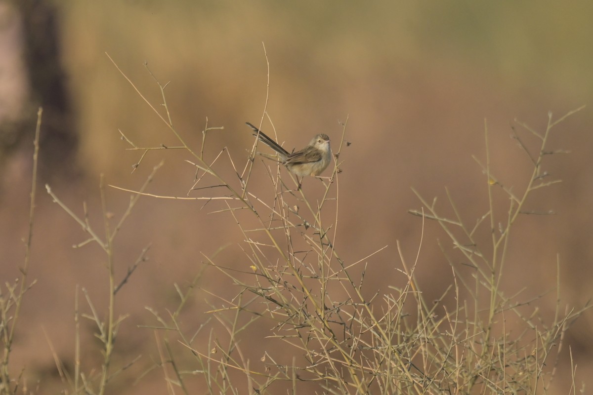 Delicate Prinia - ML641902938