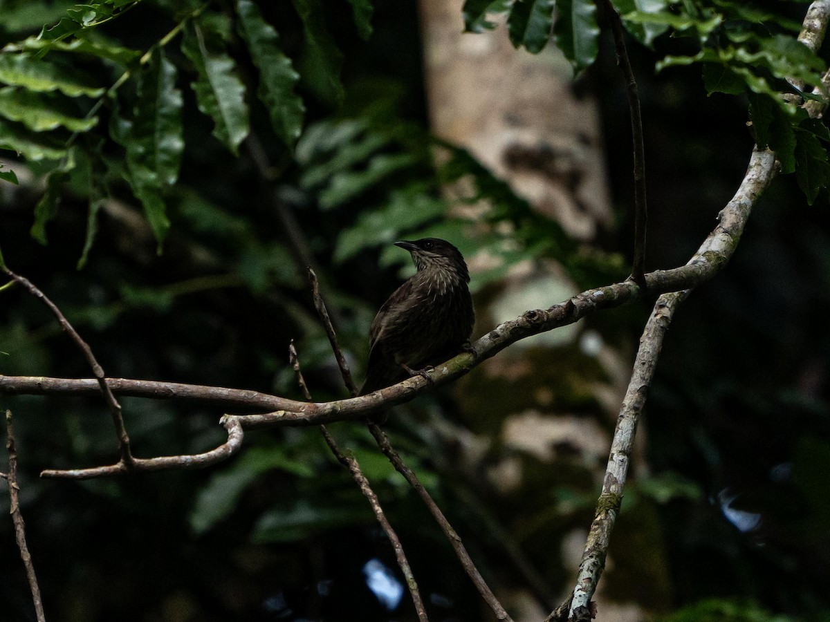 Polynesian Starling - ML641902939
