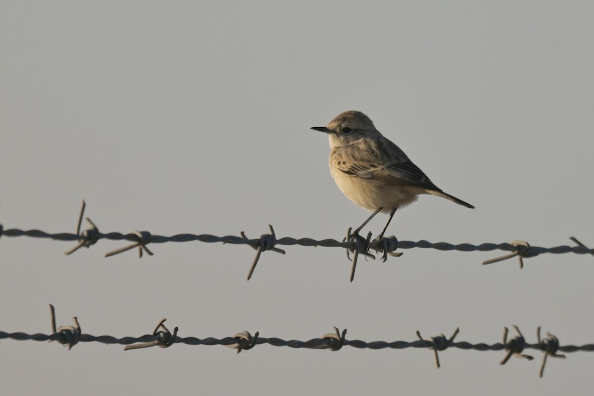 White-browed Bushchat - ML641902941