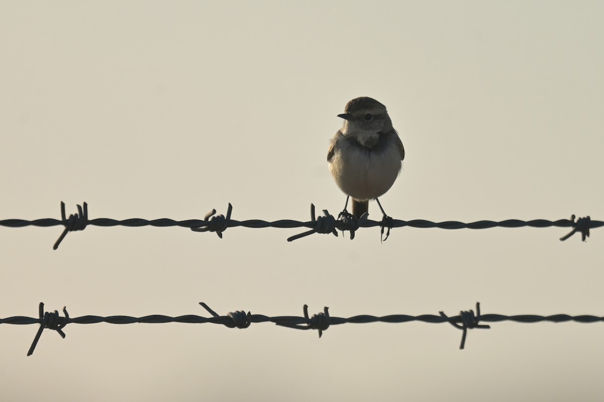 White-browed Bushchat - ML641902942