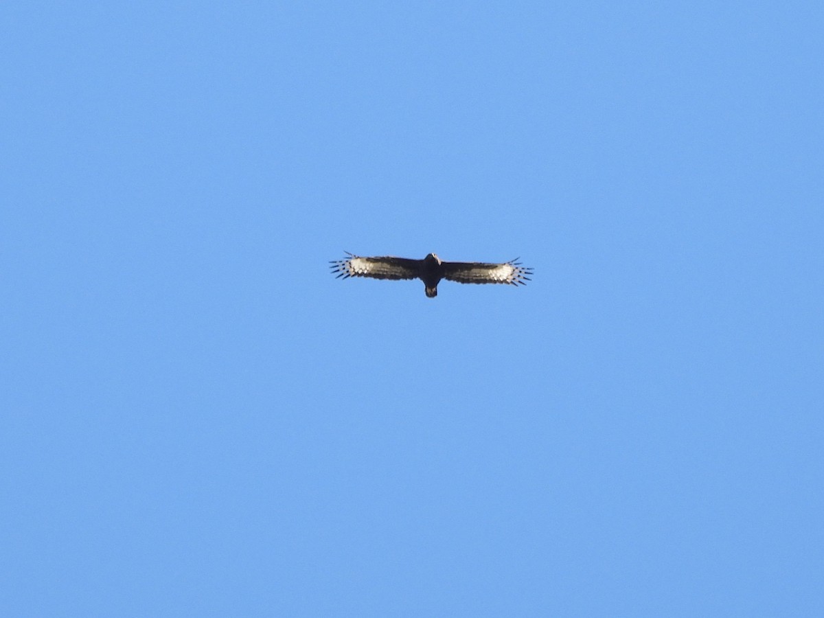 Long-crested Eagle - ML641902950