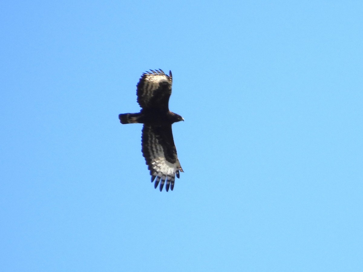 Long-crested Eagle - ML641902951