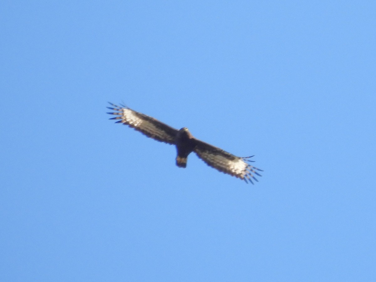 Long-crested Eagle - ML641902952