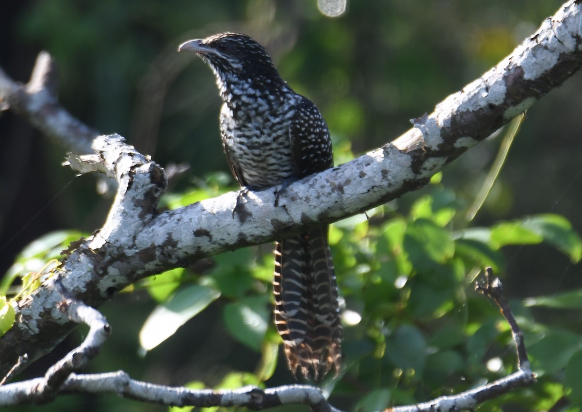 Asian Koel - ML641902997