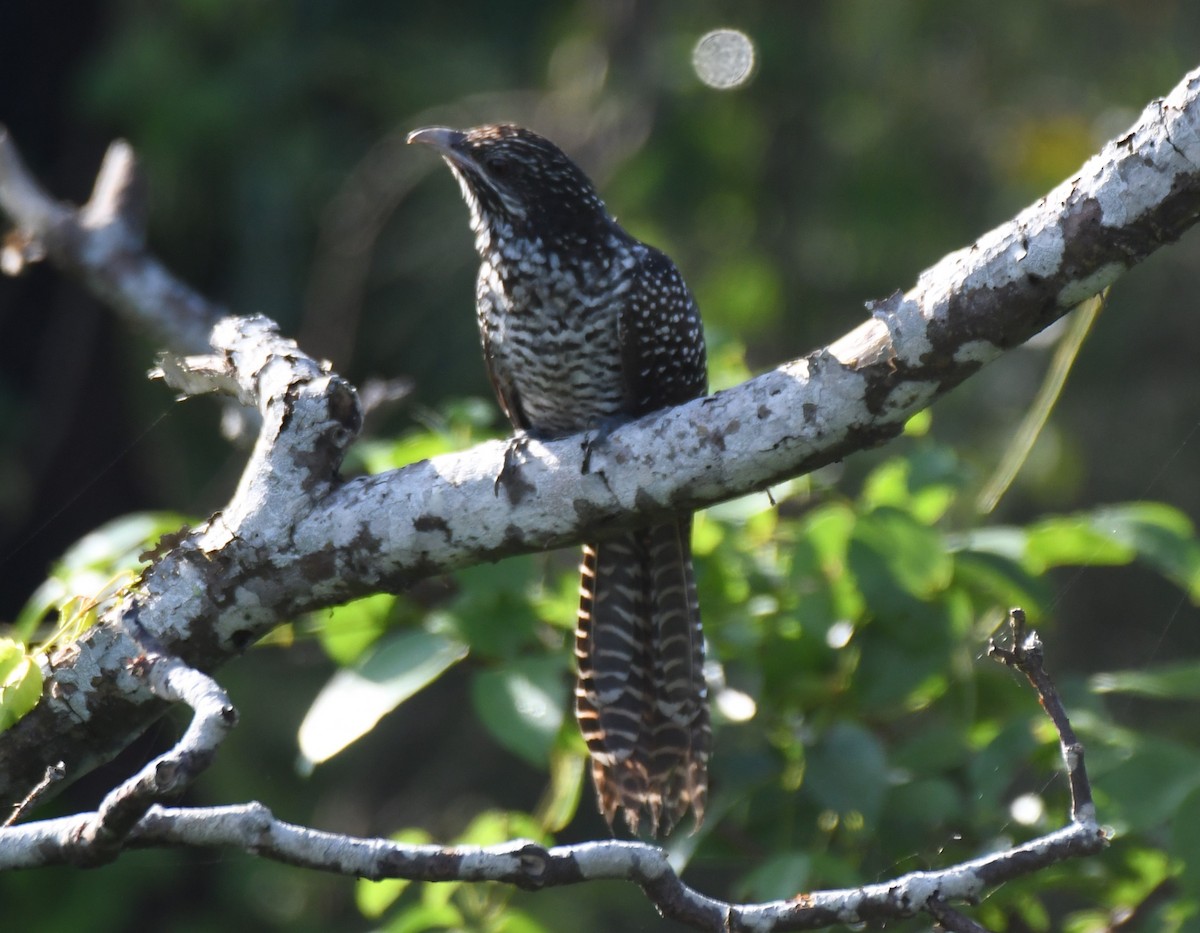 Asian Koel - ML641903002