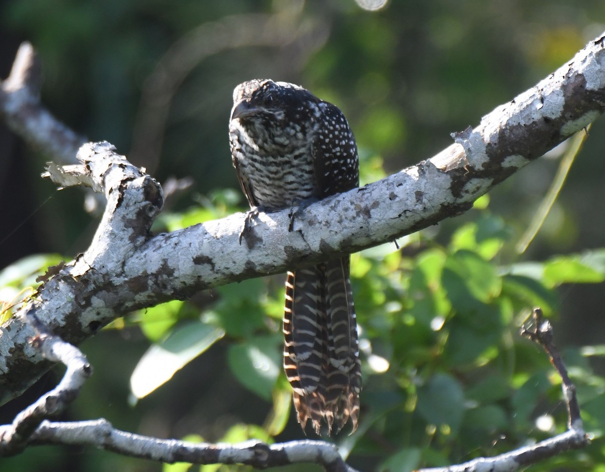 Asian Koel - ML641903005