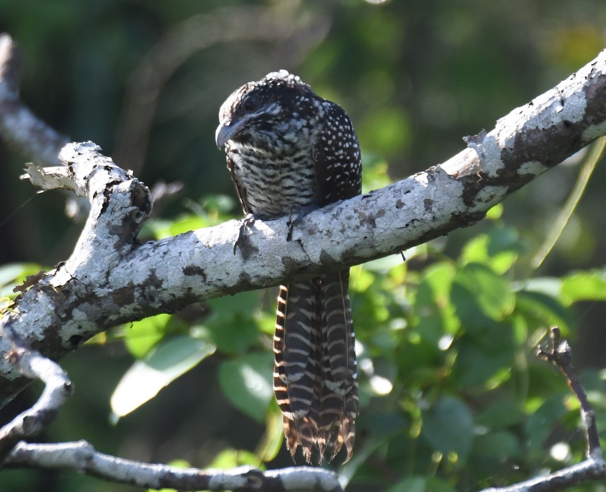Asian Koel - ML641903009