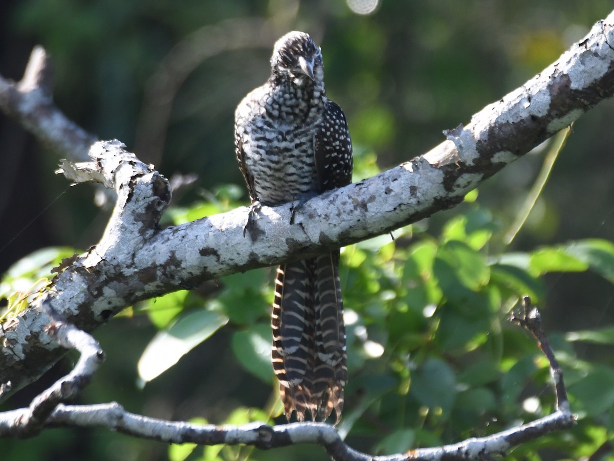 Asian Koel - ML641903013