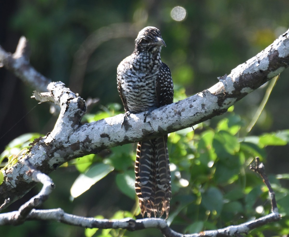 Asian Koel - ML641903020