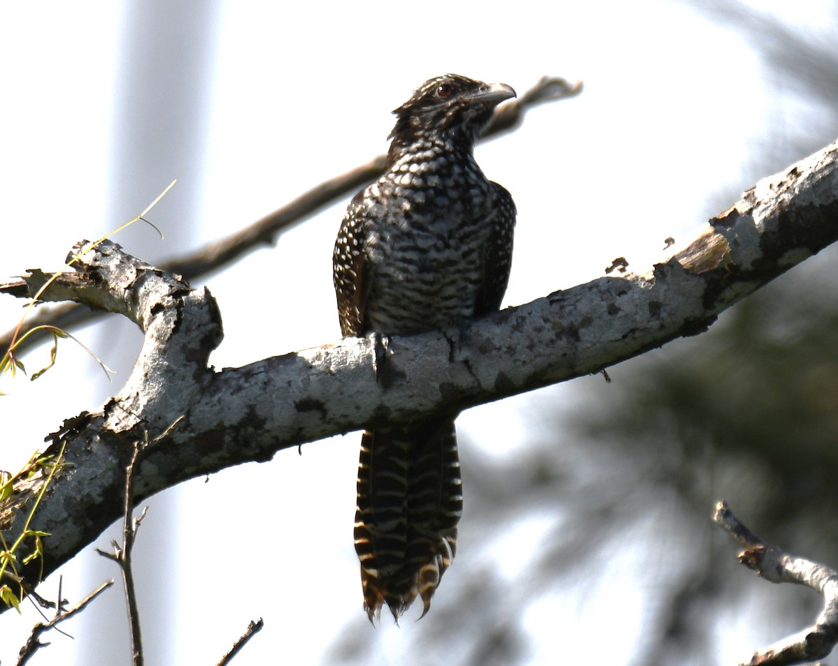 Asian Koel - ML641903021