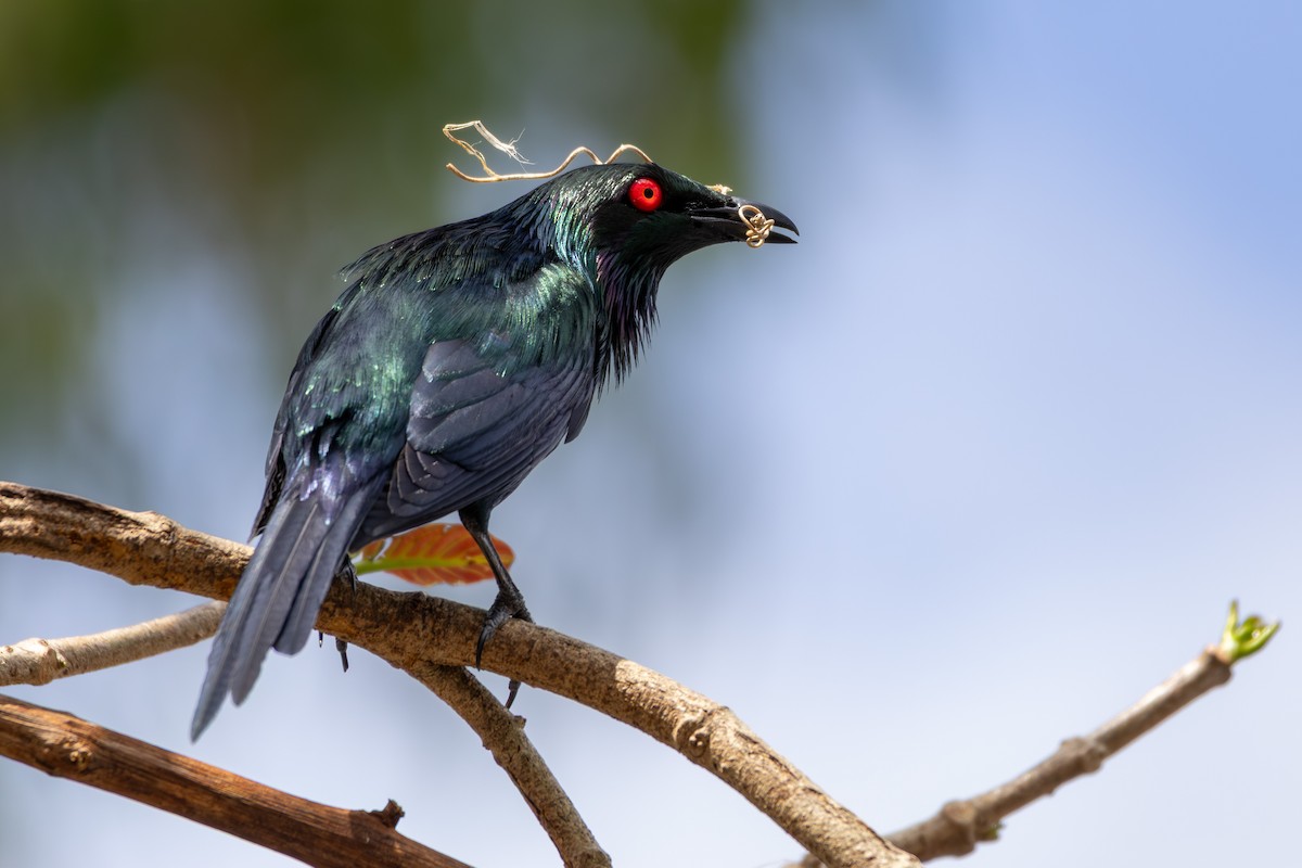 Metallic Starling (Metallic) - ML641903023