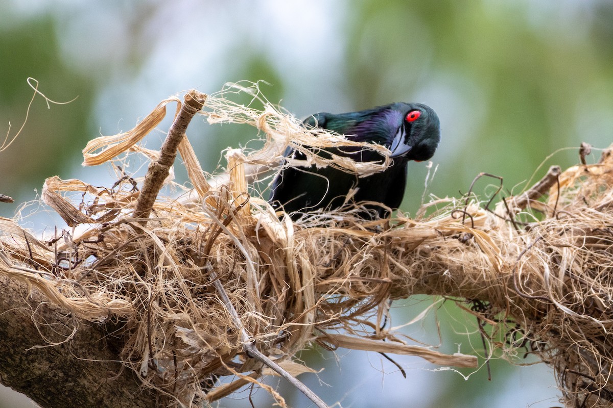 Metallic Starling (Metallic) - ML641903025