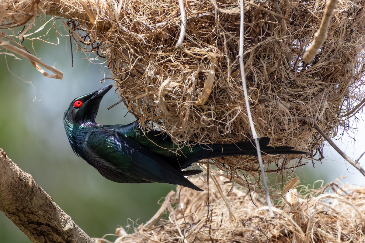 Metallic Starling (Metallic) - ML641903026