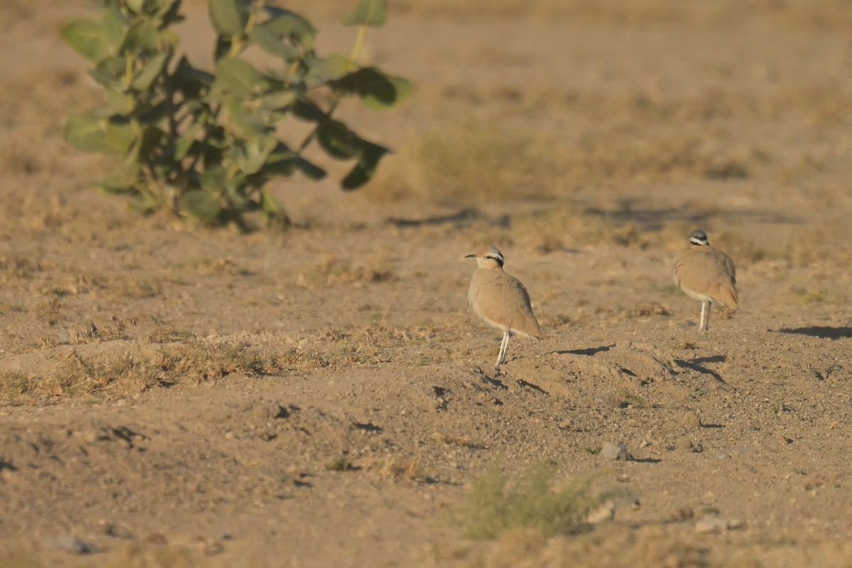 Cream-colored Courser - ML641903028
