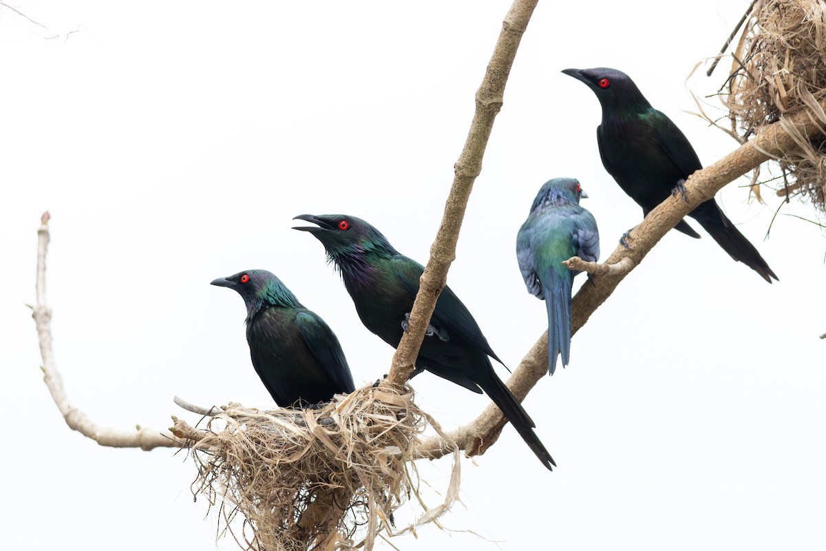 Metallic Starling (Metallic) - ML641903030