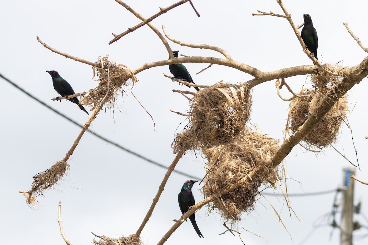 Metallic Starling (Metallic) - ML641903031