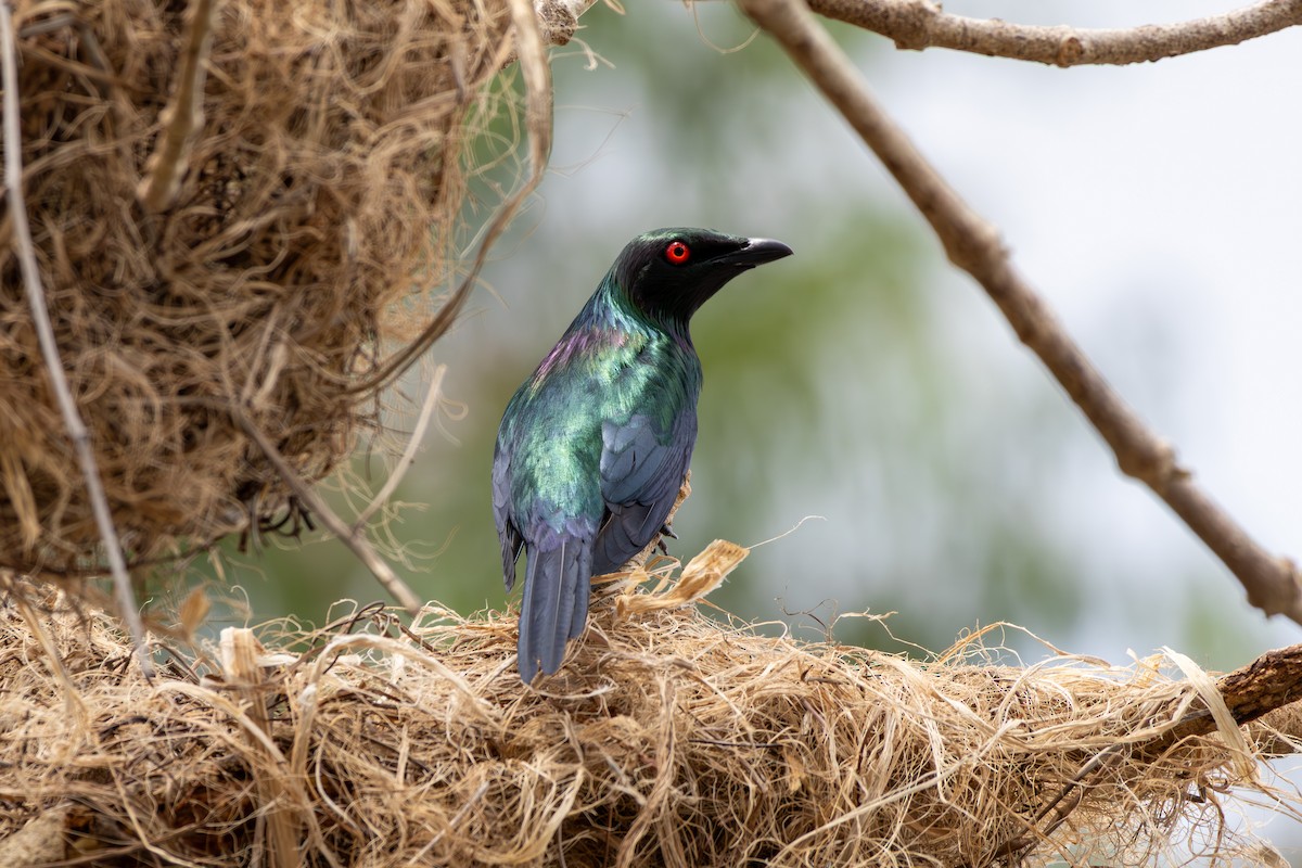 Metallic Starling (Metallic) - ML641903032