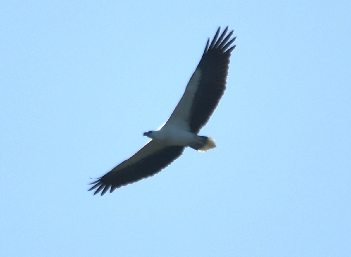 White-bellied Sea-Eagle - ML641903041
