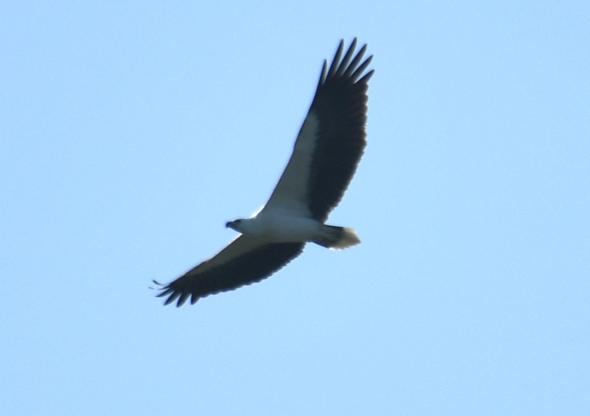 White-bellied Sea-Eagle - ML641903045