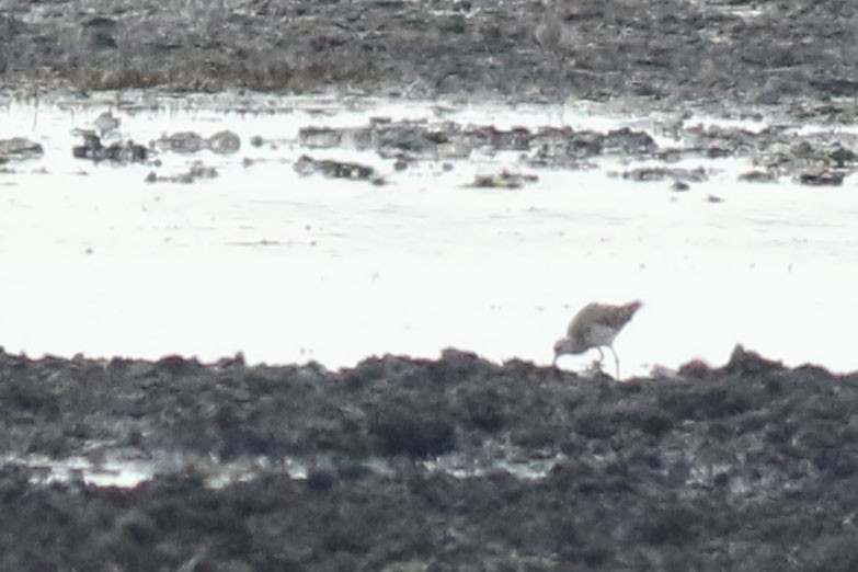 Whimbrel/Eurasian Curlew - ML641903047