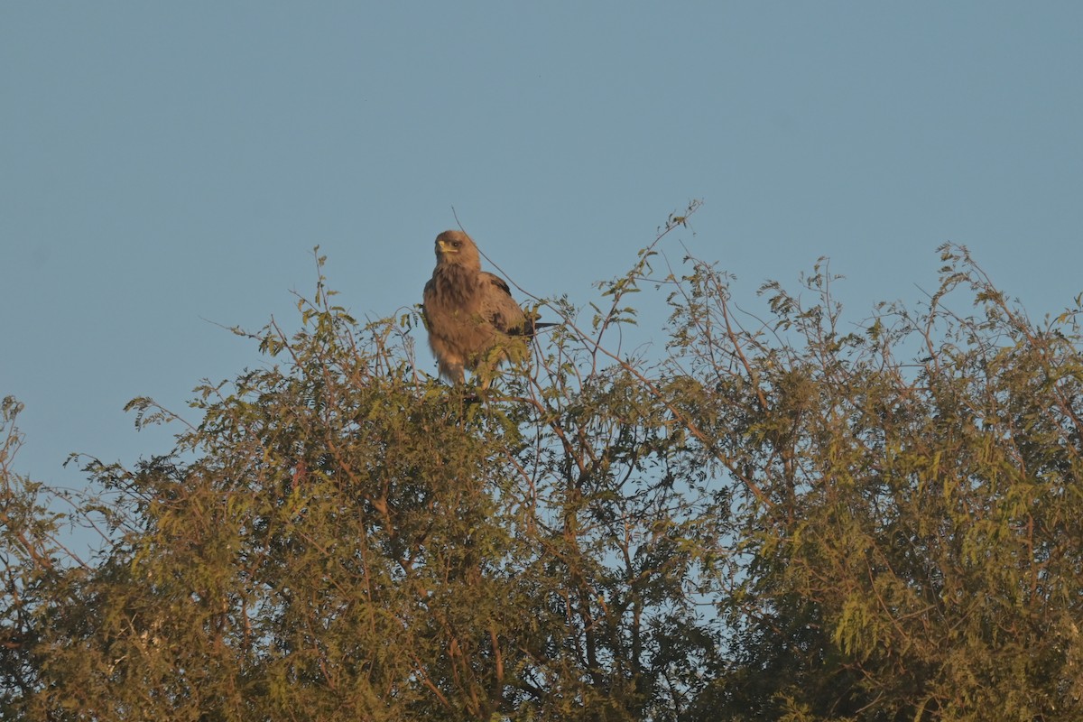 Tawny Eagle - ML641903051
