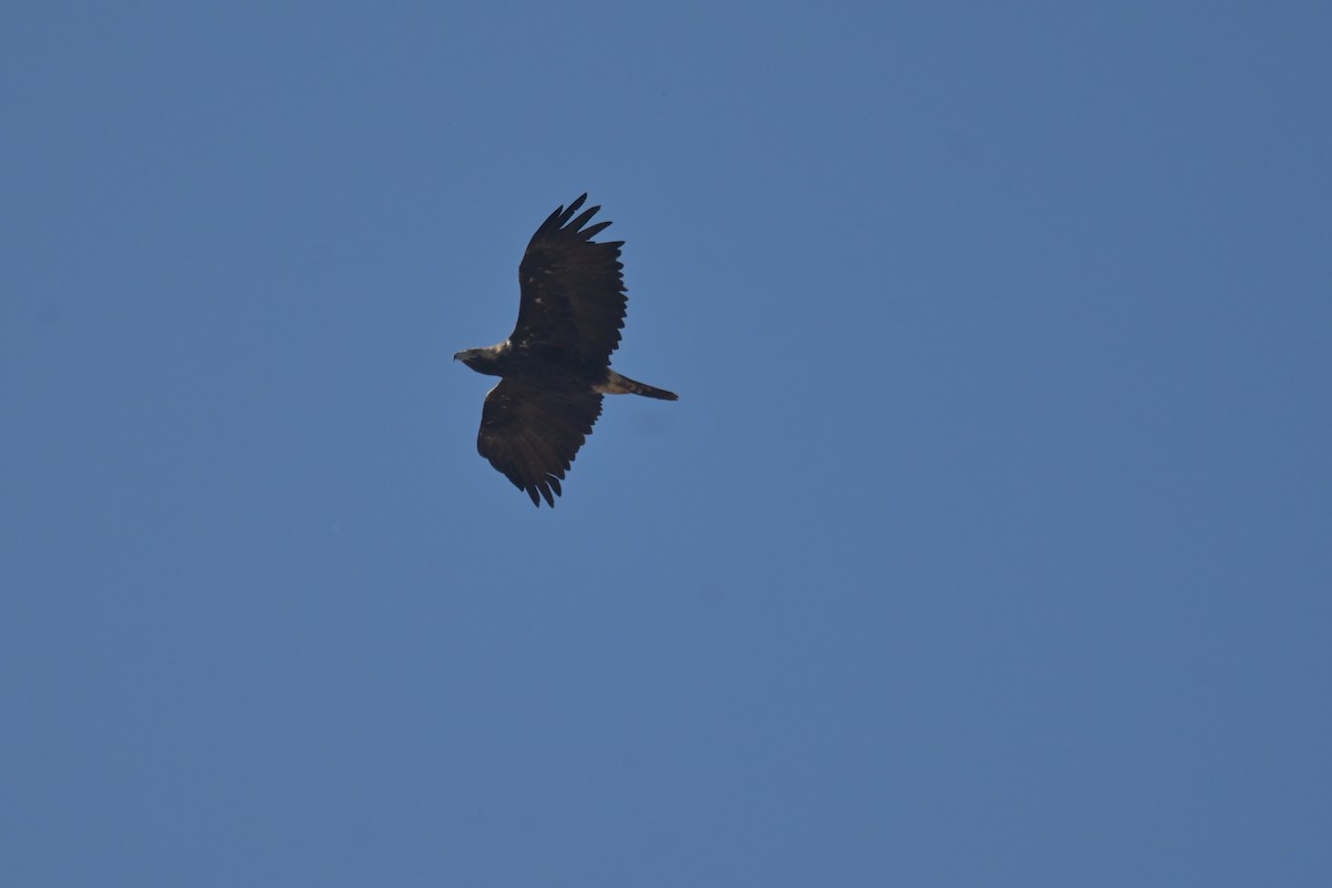 Tawny Eagle - ML641903053