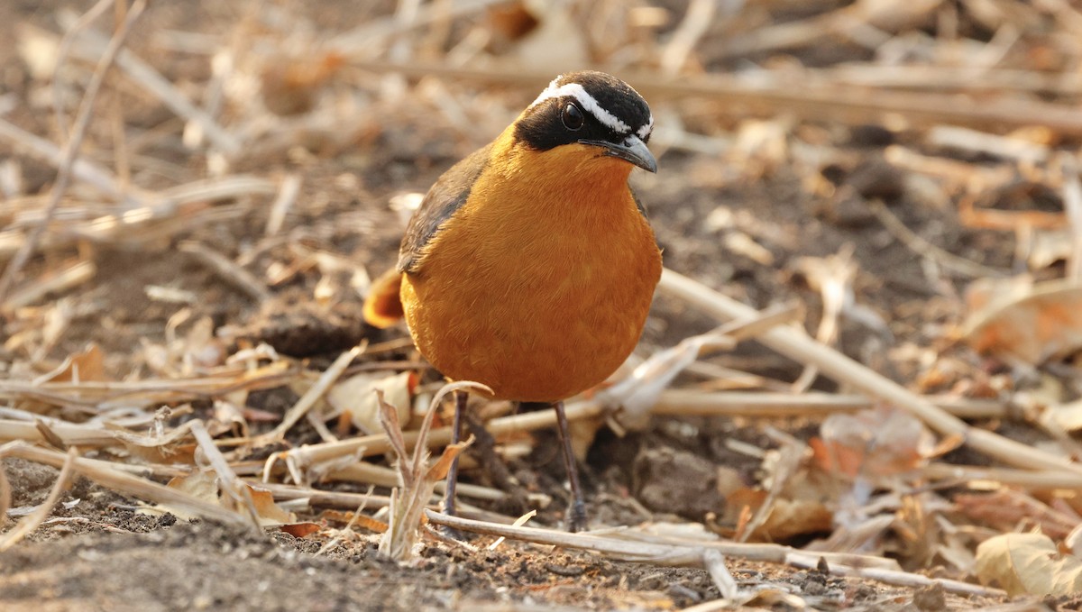 White-browed Robin-Chat - ML641903054