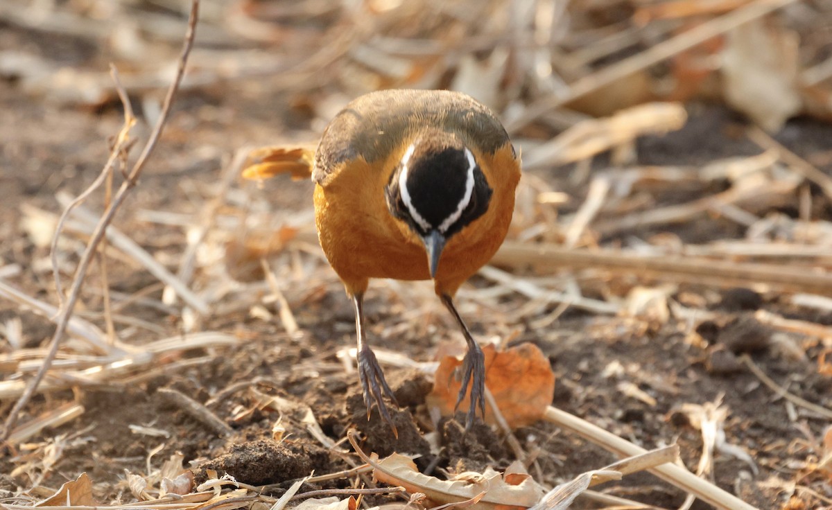 White-browed Robin-Chat - ML641903055