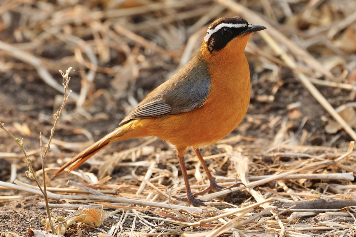 White-browed Robin-Chat - ML641903056