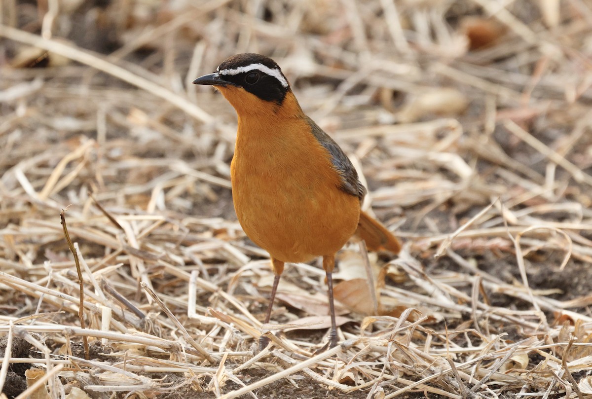 White-browed Robin-Chat - ML641903057