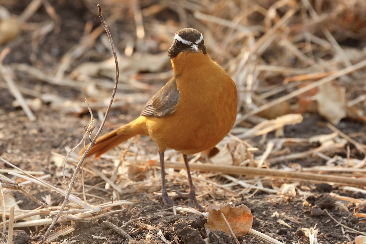 White-browed Robin-Chat - ML641903058
