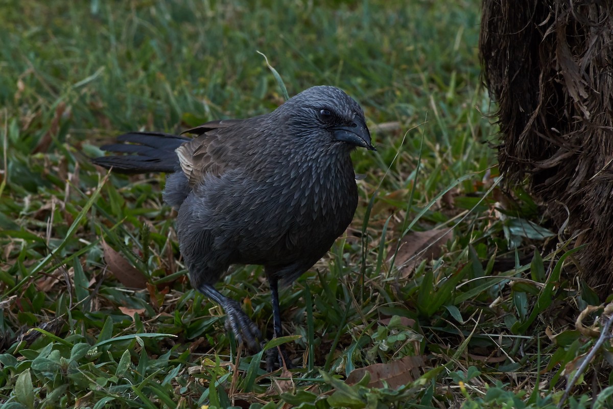 Apostlebird - ML641903061