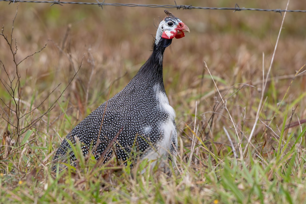 Helmeted Guineafowl (Domestic type) - ML641903066