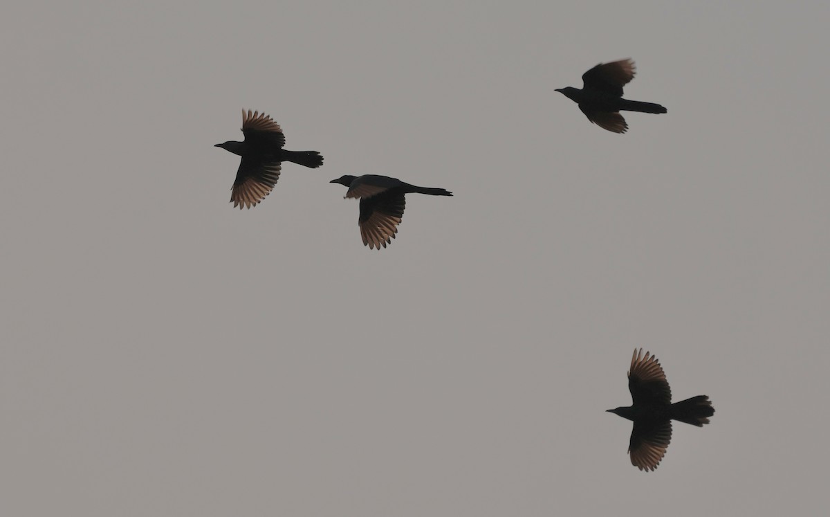 Red-winged Starling - ML641903070