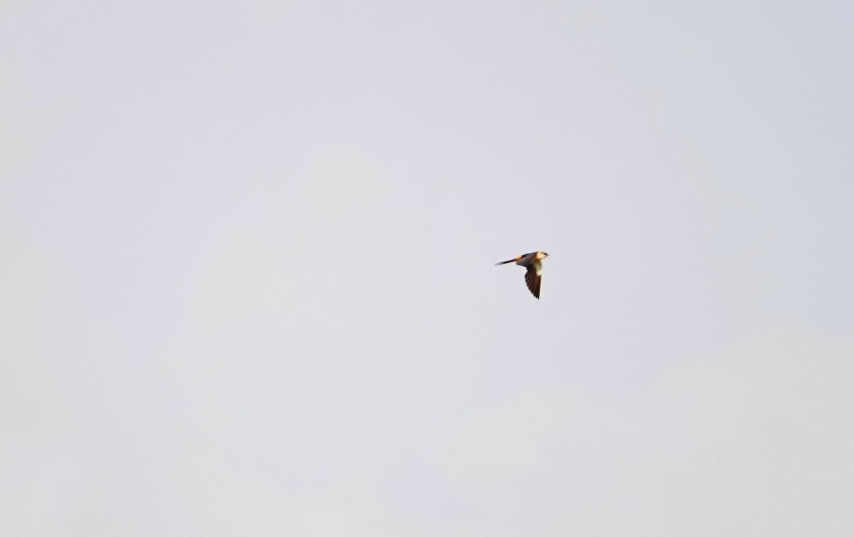 Mosque Swallow - ML641903073