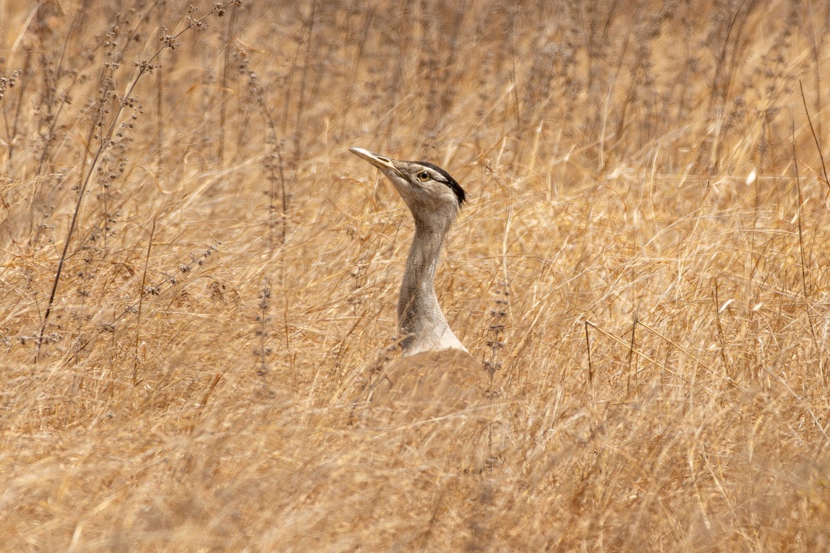 Australian Bustard - ML641903080