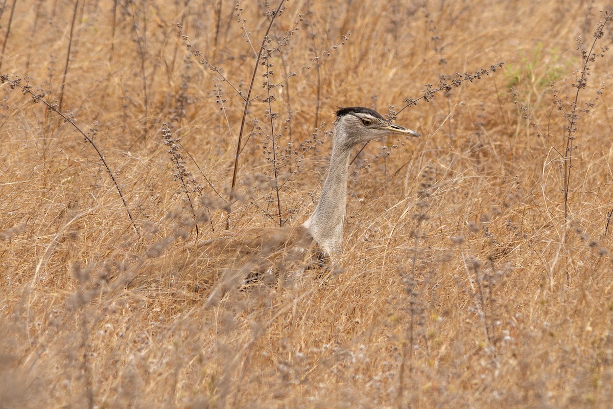 Australian Bustard - ML641903081