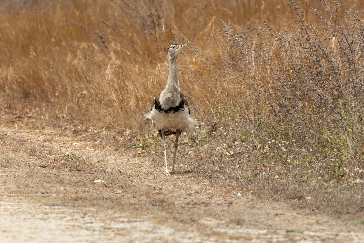 Australian Bustard - ML641903082