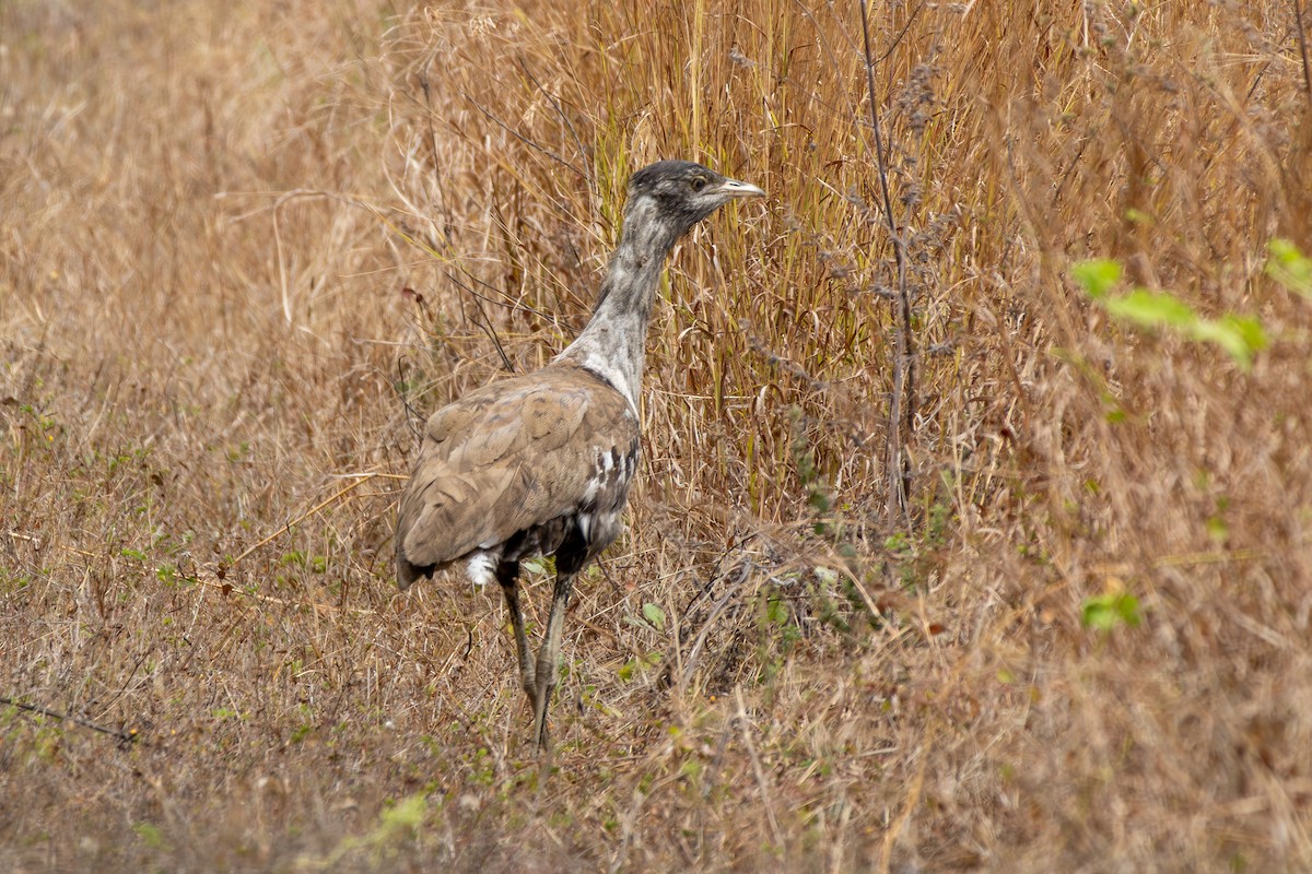 Australian Bustard - ML641903083