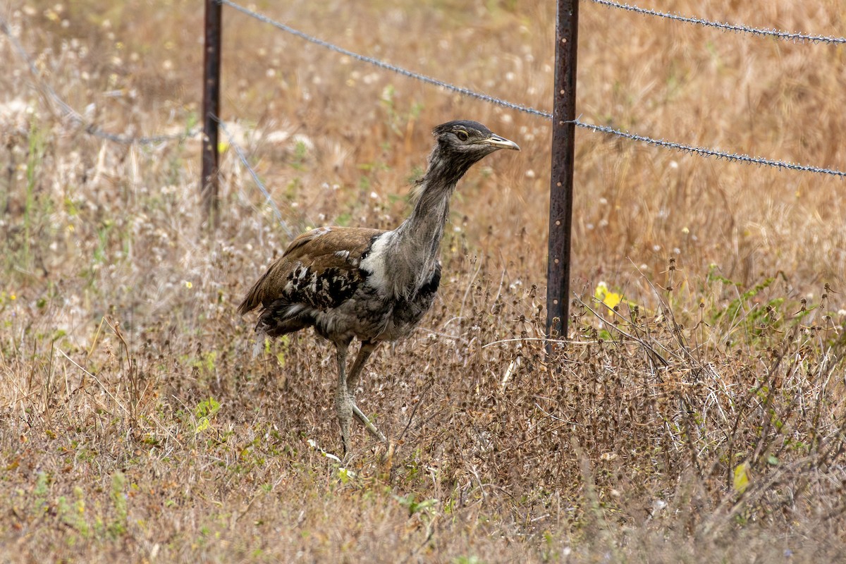 Australian Bustard - ML641903084