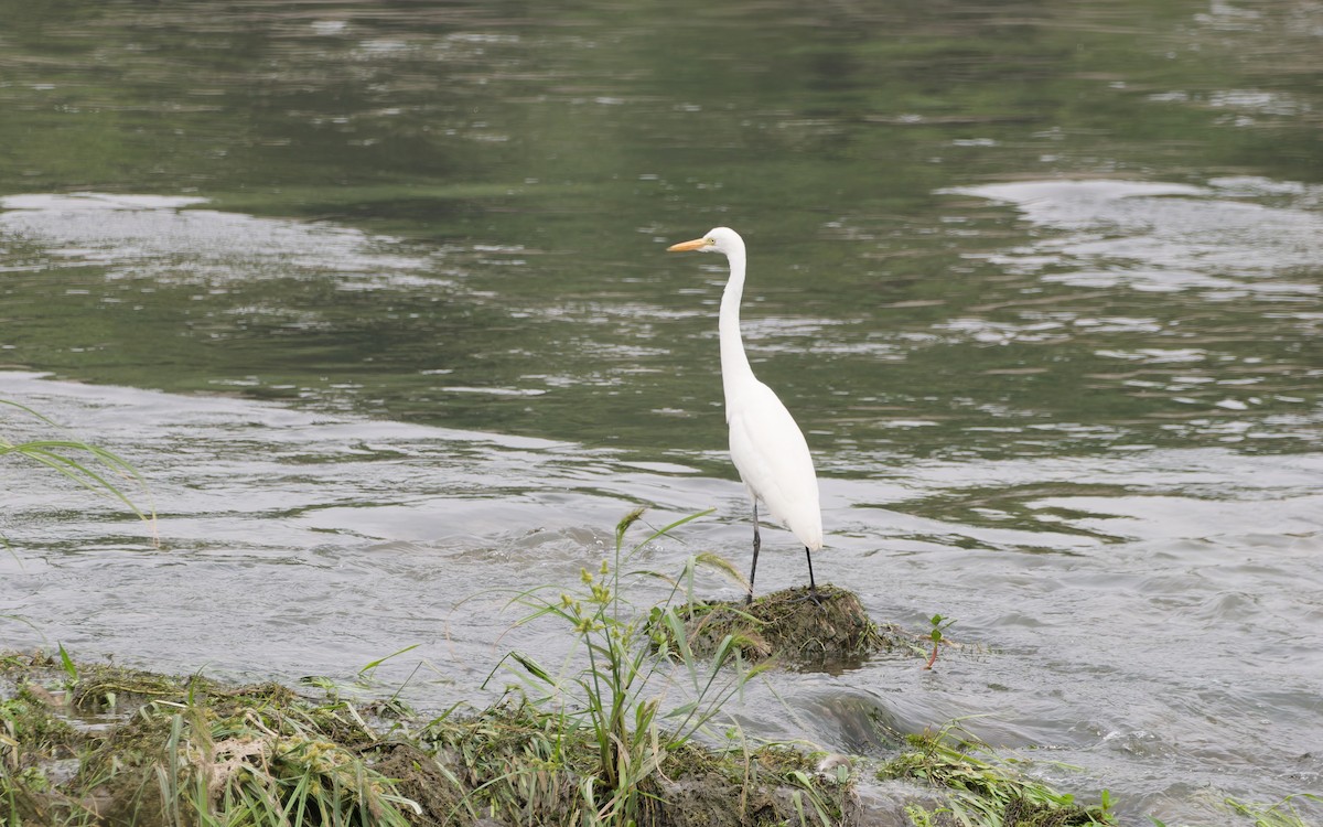 Medium Egret - ML641903087
