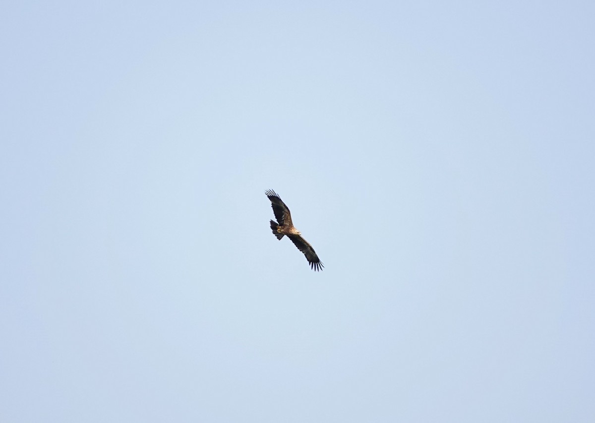 Tawny Eagle - ML641903109