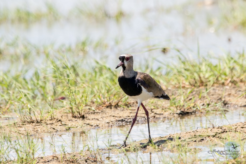 Southern Lapwing - ML641903110