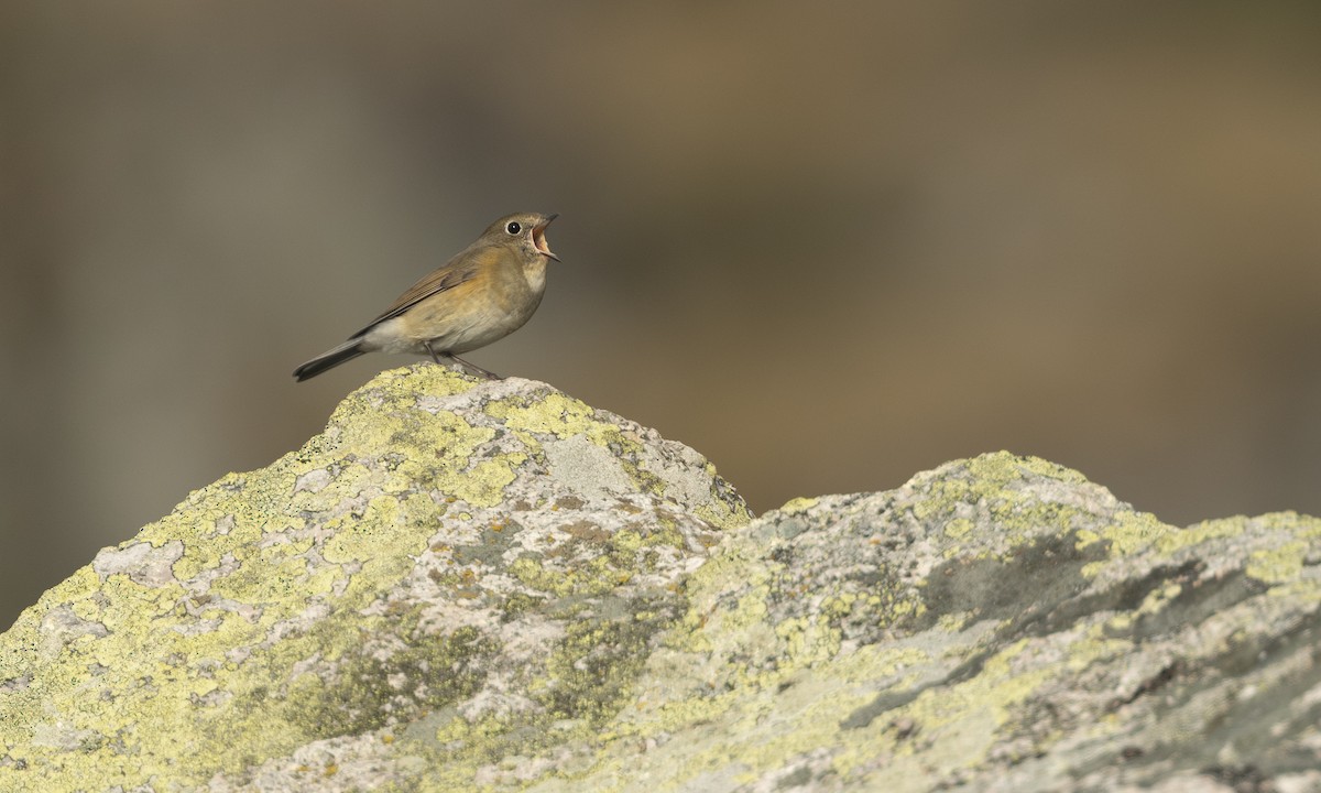Red-flanked Bluetail - ML641903121