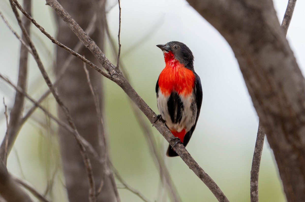Mistletoebird - ML641903122