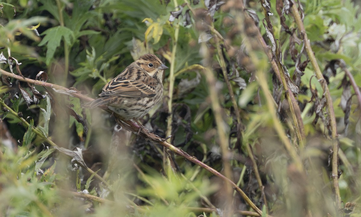 Little Bunting - ML641903131