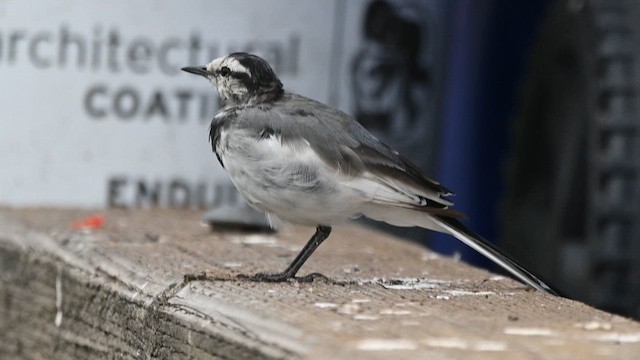 White Wagtail - ML641903152