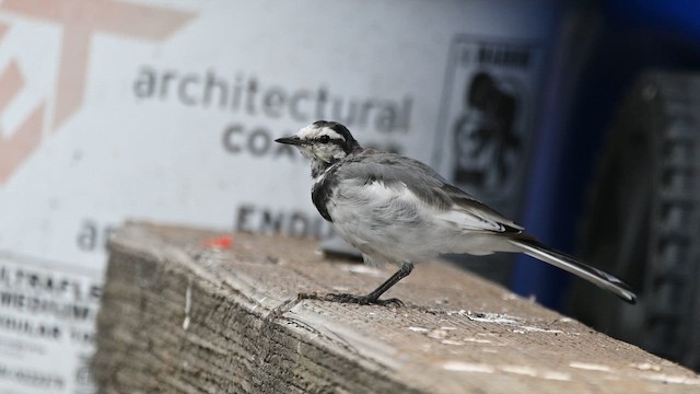 White Wagtail - ML641903153