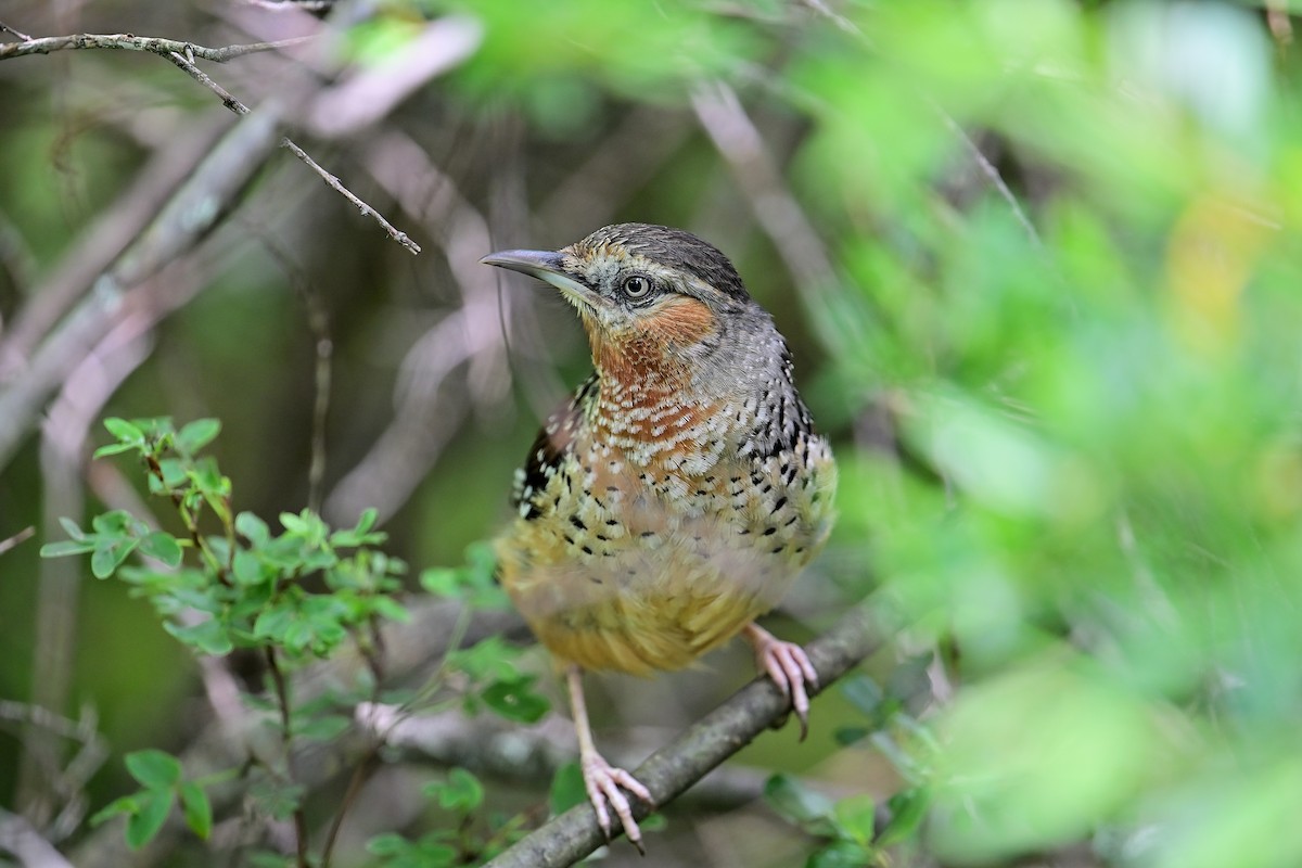 Spotted Laughingthrush - ML641903156