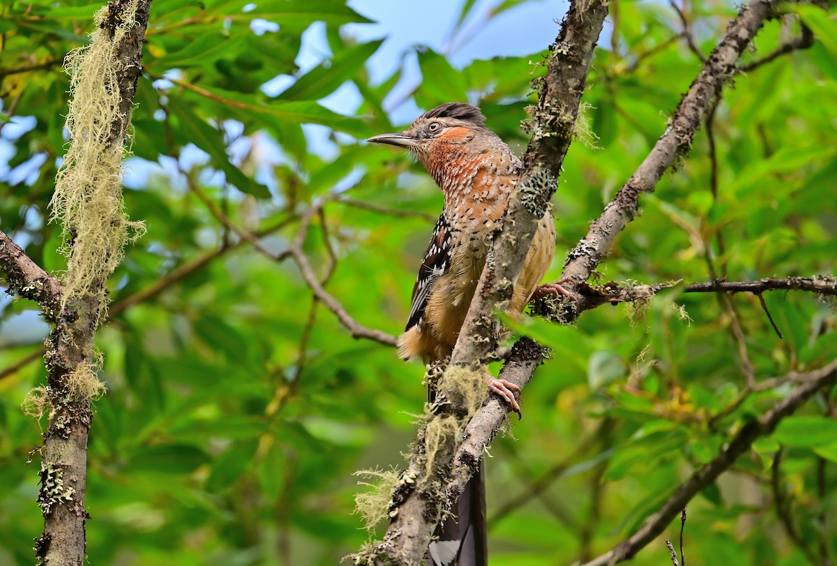 Spotted Laughingthrush - ML641903157